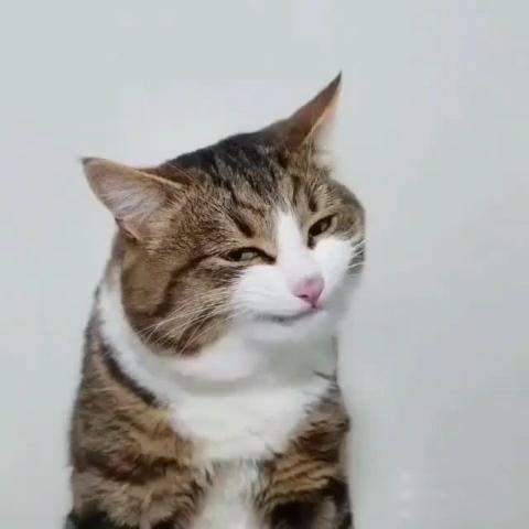 Wie Heisst Diese Katzen Art Rasse Tiere Katze