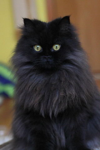 Wie Heisst Diese Katzenrasse Grune Augen Tiere Katze