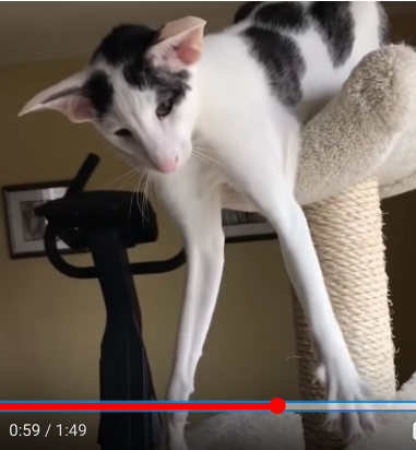 Wie Heisst Diese Katzenrasse Schlanker Korperbau Lange Beine