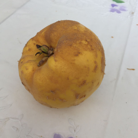 Bild 1 - (essen, Obst, Früchte)