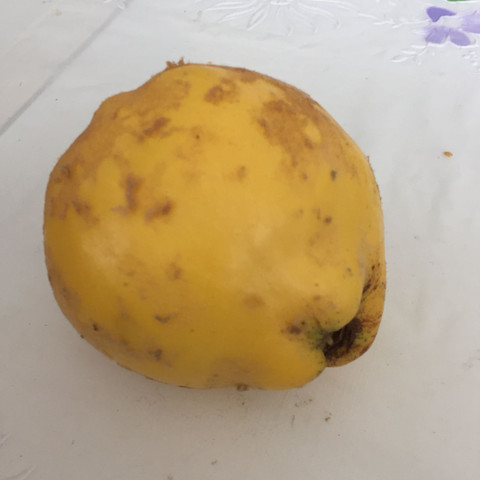 Bild 2 - (essen, Obst, Früchte)