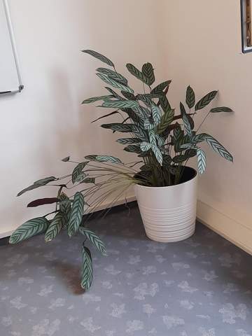 Wie heißt diese pflanze?