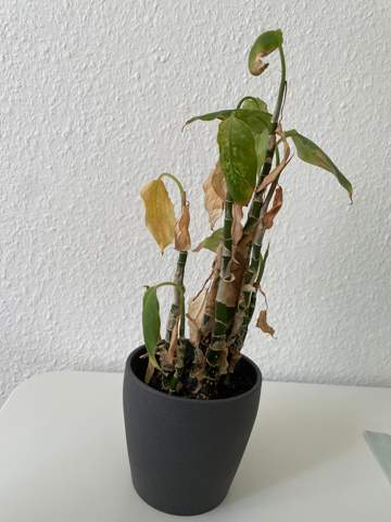 Wie heißt diese Pflanze?