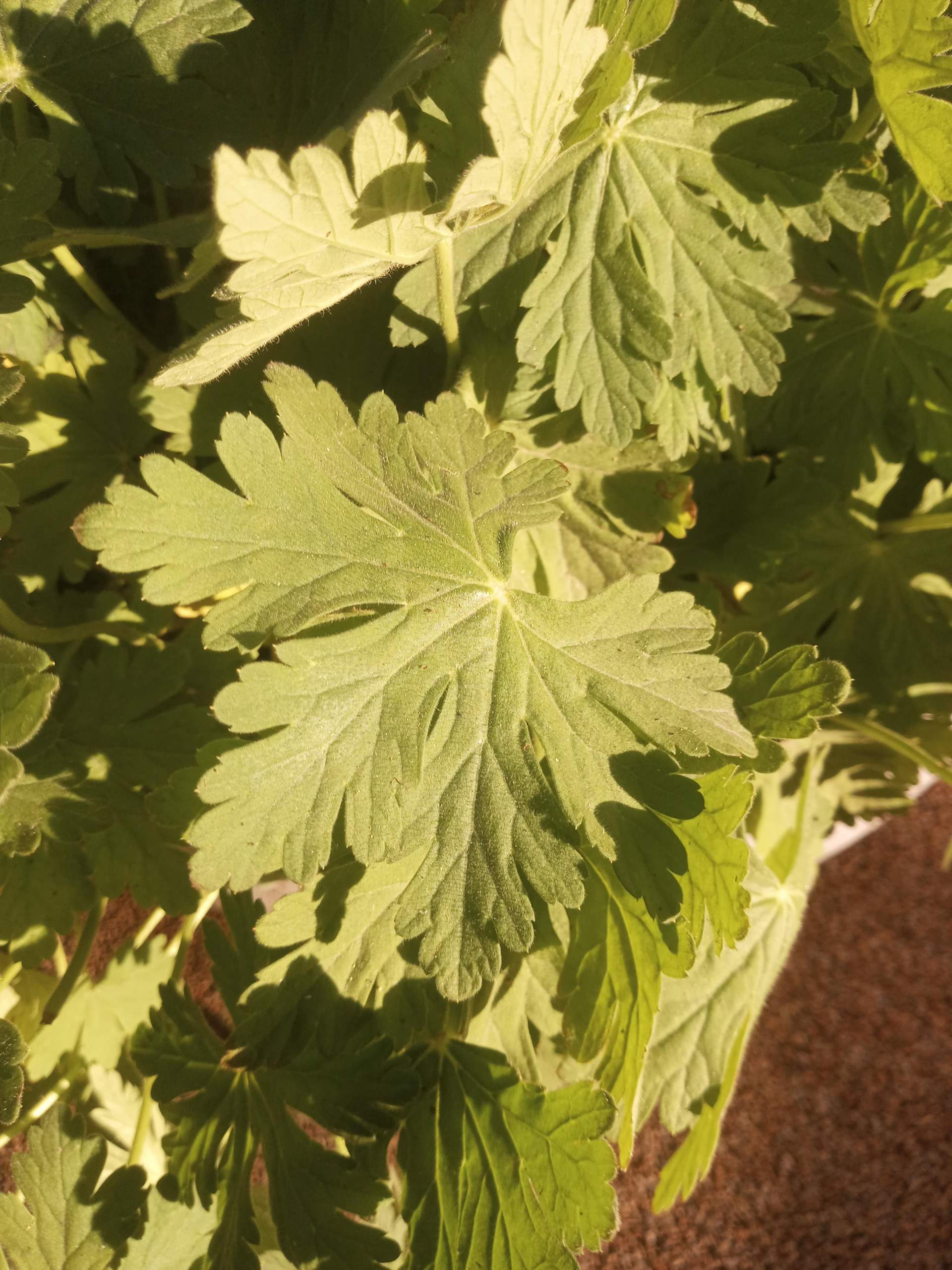 Wie heißt diese Pflanze? (Pflanzenbestimmung, Flora)