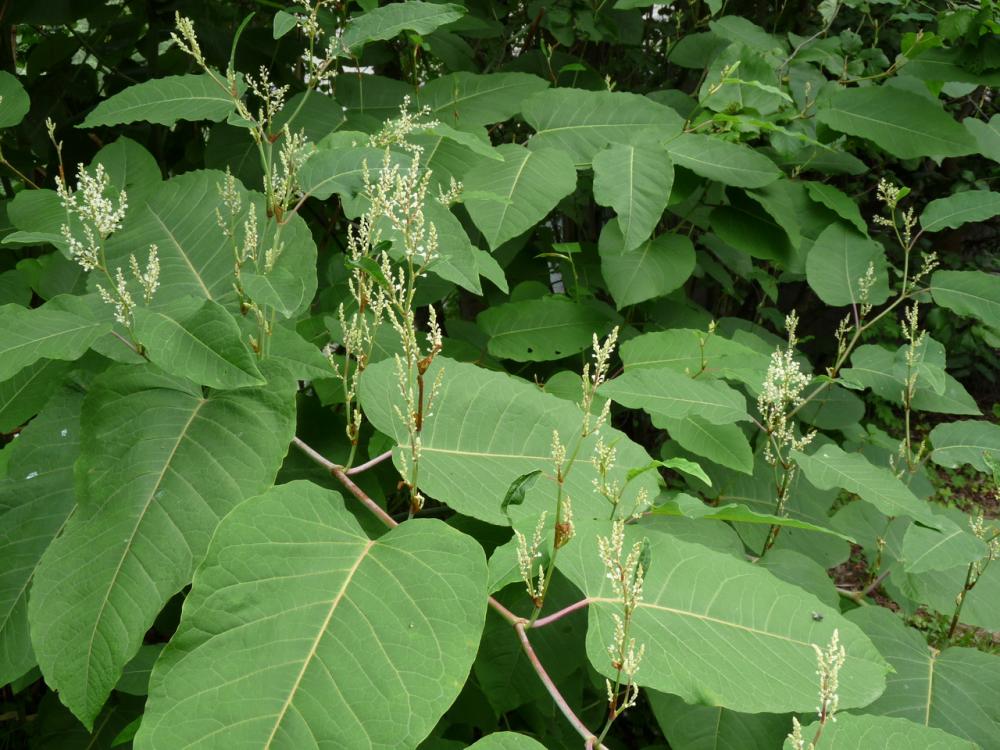 Wie heißt diese Pflanze? Große Blätter, im Garten, wie