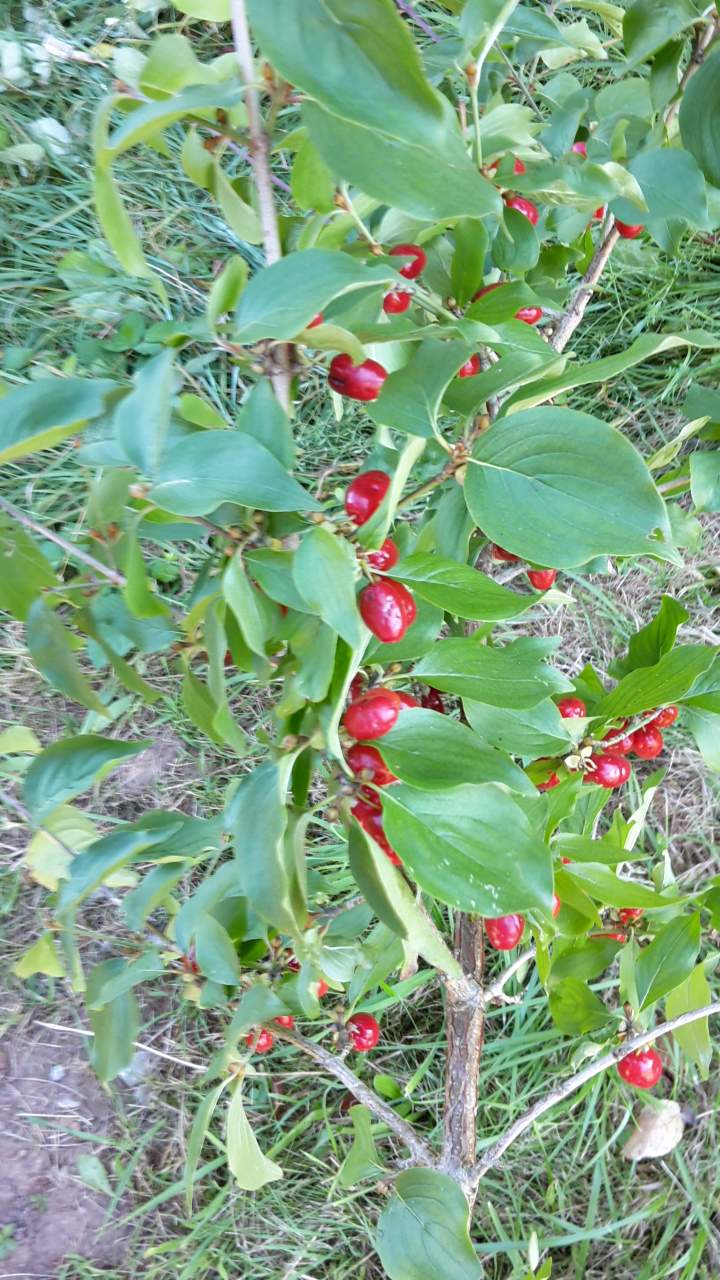 Wie heißt diese Pflanze mit roten Beeren? (Pflanzen, Baum, Früchte)