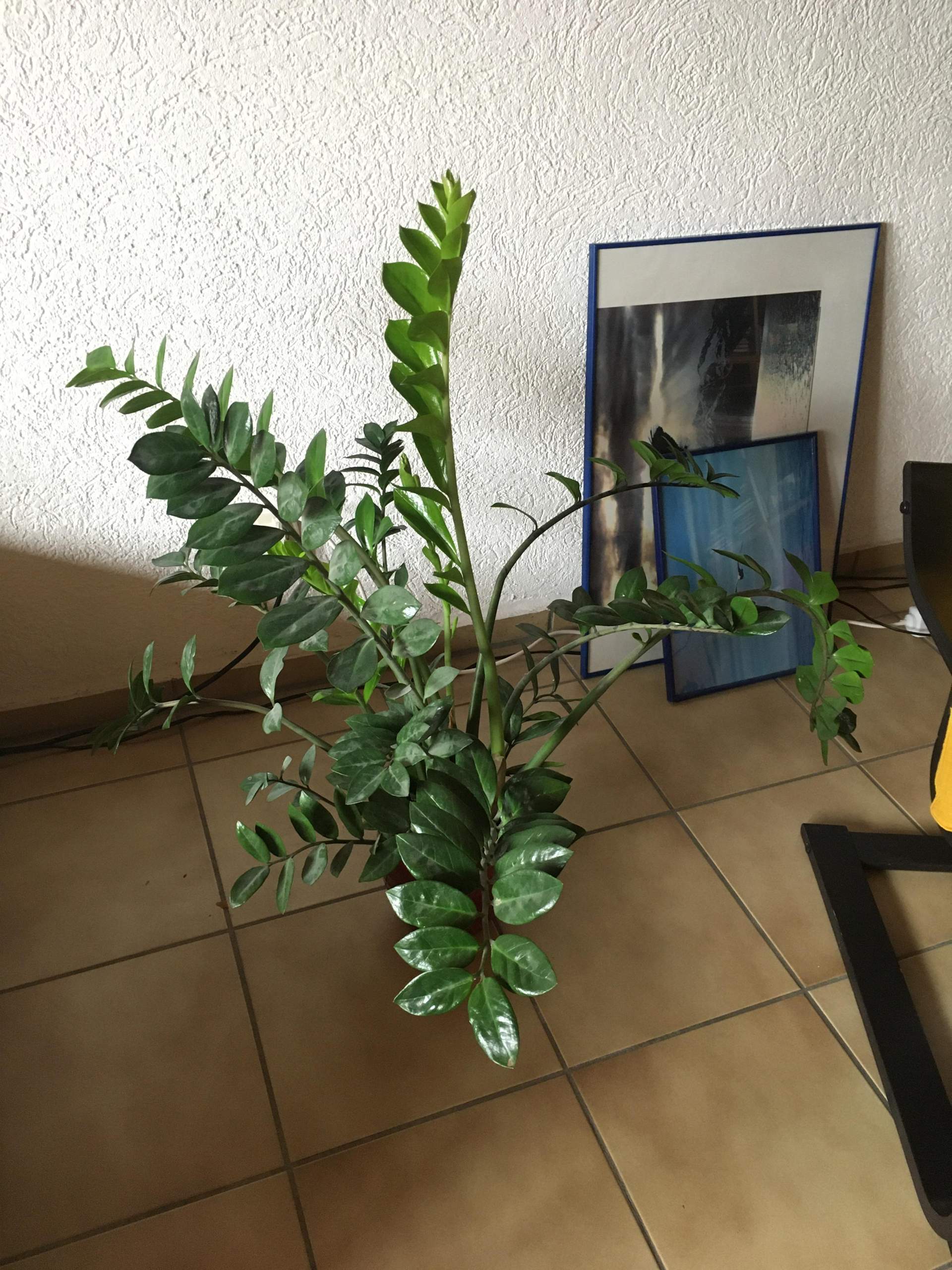 Wie heißt diese Pflanze (siehe Foto) und was sollten wir bei der Pflege