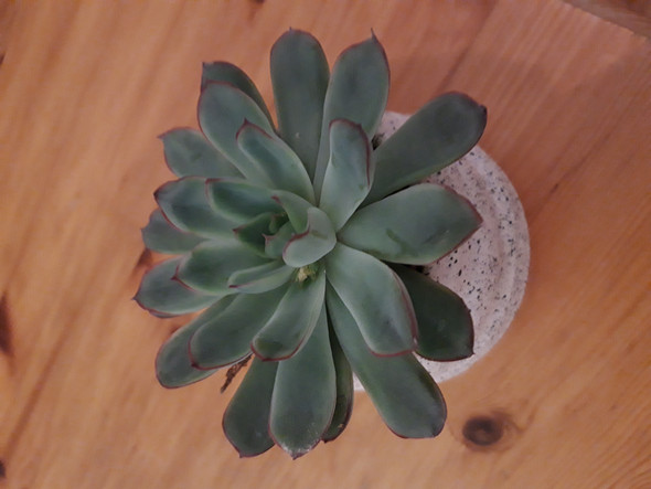 - (Pflanzen, Blumen, Botanik)