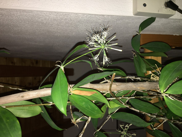 Wie heißt diese Pflanze (weiße Blüten)? (Pflanzen, Zimmerpflanzen