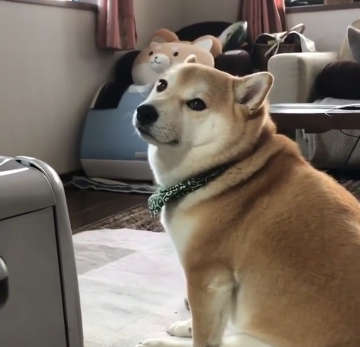 was heißt hund auf russisch