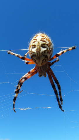 spinne auf teneriffa - (Spinnen, fauna, Teneriffa)