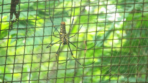 Spine :O - (Tiere, Spinnen, Indonesien)