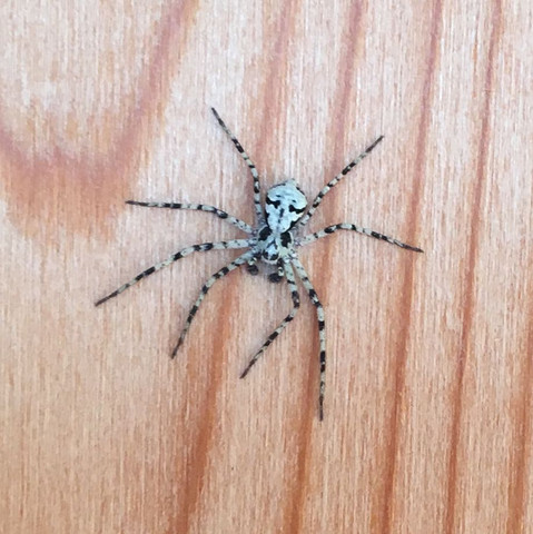 Das ist ein Foto von der besagten Spinne  - (Spinnen, weiß, grau)