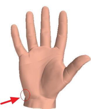 Menschliche Hand - (Anatomie, Handballen, Obere Extremität)