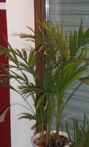 Wie heisst diese Zimmerpflanze bzw erkennt die jemand? (Pflanzen