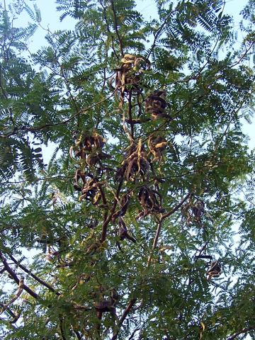 Der Baum dazu - (Italien, Mittelmeer)