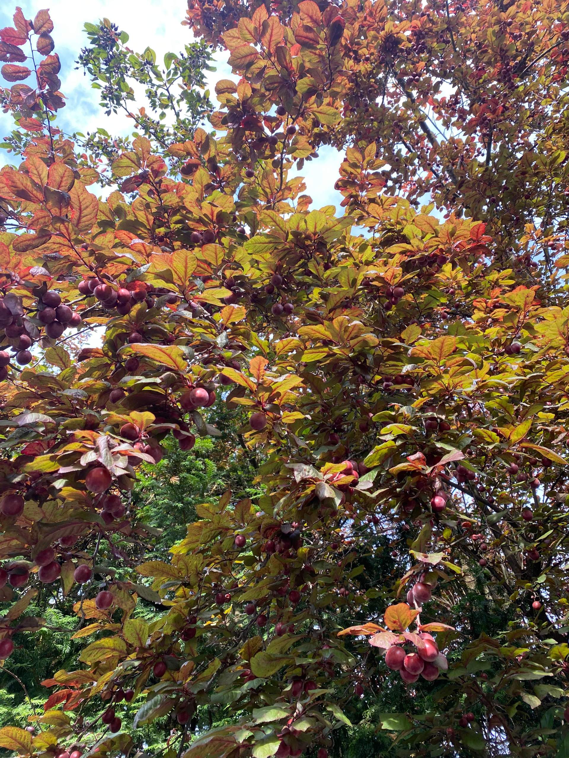 Wie heißt dieser Baum mit diesen Früchten? (Obst, Früchte ... Wie heißt dieser Baum mit diesen Früchten? (Obst, Früchte ...