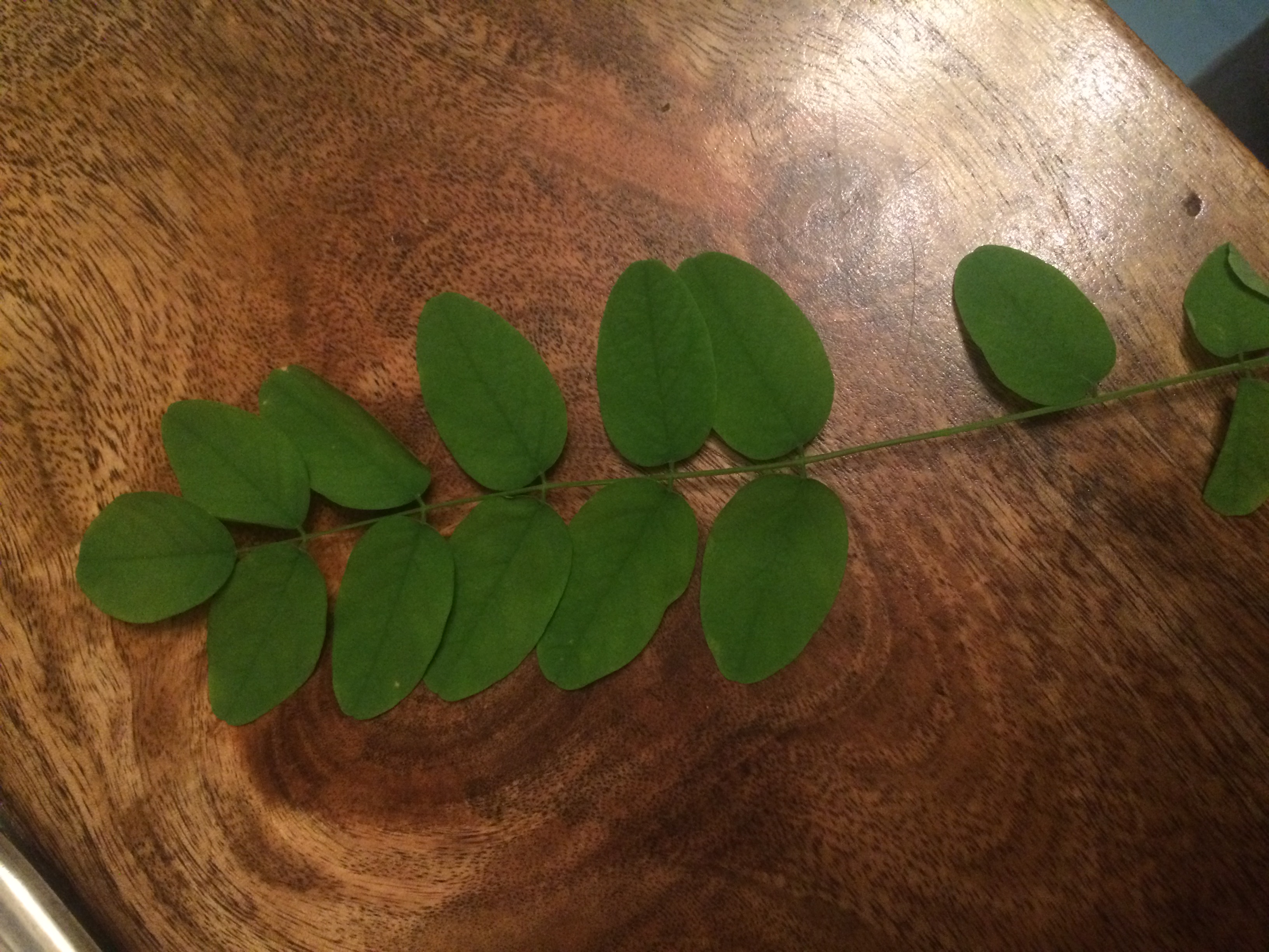 Wie heißt dieser Baum/ Pflanze/ Strauch? (Pflanzen, Natur