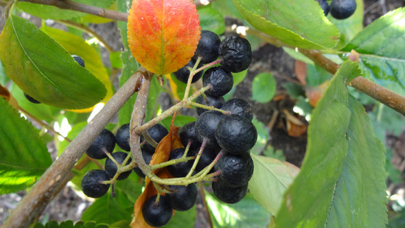 schwarze Beeren, Dolde - (Garten, Beerensträucher)