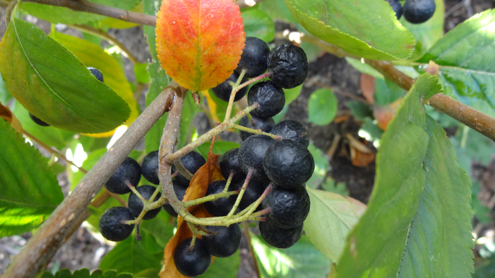 Wie heißt dieser Beerenstrauch? (Garten)