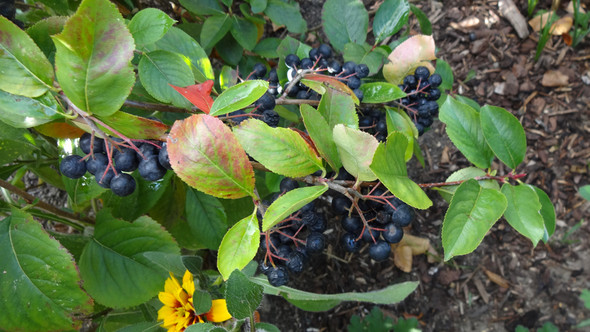 schwarze Beeren mit Blättern - (Garten, Beerensträucher)