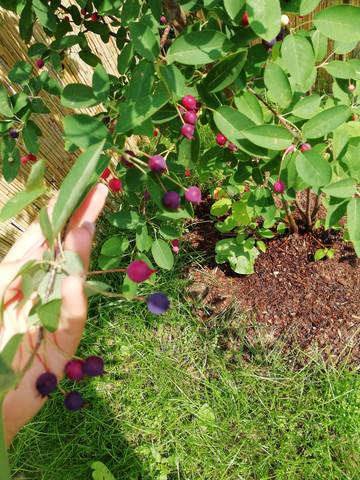 Wie Heisst Dieser Busch Sind Die Beeren Giftig Pflanzen Garten