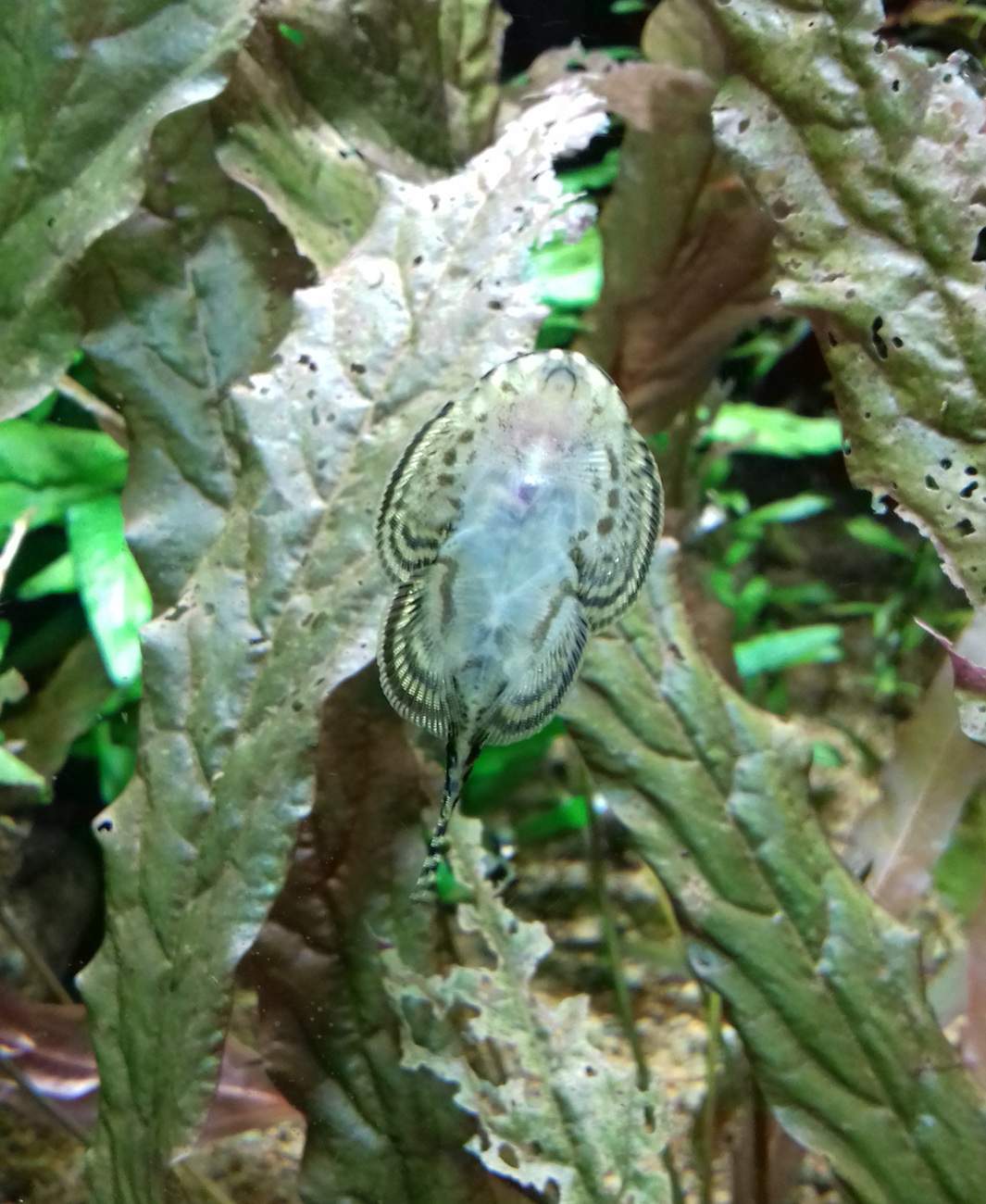Wie heisst dieser Fisch (Putzerfisch? Was für einer?)? (Fische, Zoo