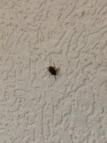 Wie heißt dieser Käfer in meinem Zimmer 🪲?
