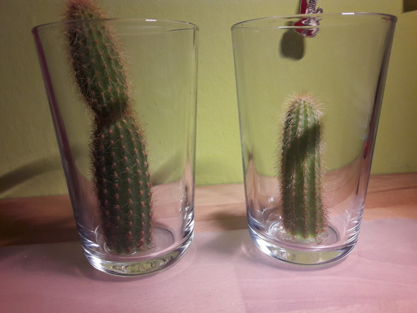 Kakteen jetzt in einem Glas - (Pflege, Kaktus)