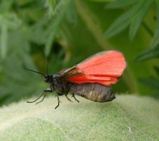roter Falter, klein - (Natur, Insekten, Schmetterling)