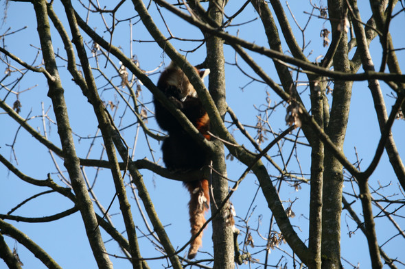 - (Waschbär, wilde Tiere)