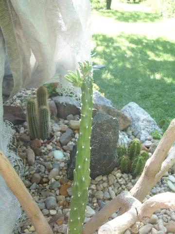Kaktus - (Zimmerpflanzen, Kaktus)