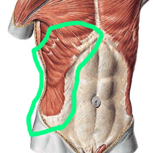 Wie Heisst Dieser Muskel Auf Dem Bild? (Gesundheit, Fitness, Training)