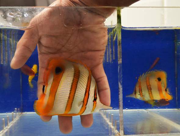 Wie Heisst Dieser Orange Weisse Fisch Fische Aquarium Exotisch