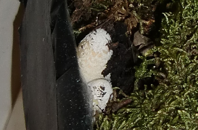 Wie heißt dieser Pilz in einem Blumenkasten? (Pilze, Zimmerpflanzen)