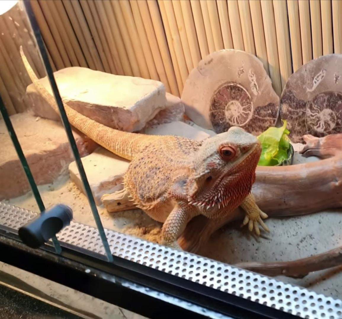 Wie heißt dieser schöne Exot? (Tiere, Reptilien, Bartagame) - 0 Full Wie heißt dieser schöne Exot? (Tiere, Reptilien, Bartagame) - 0 Full