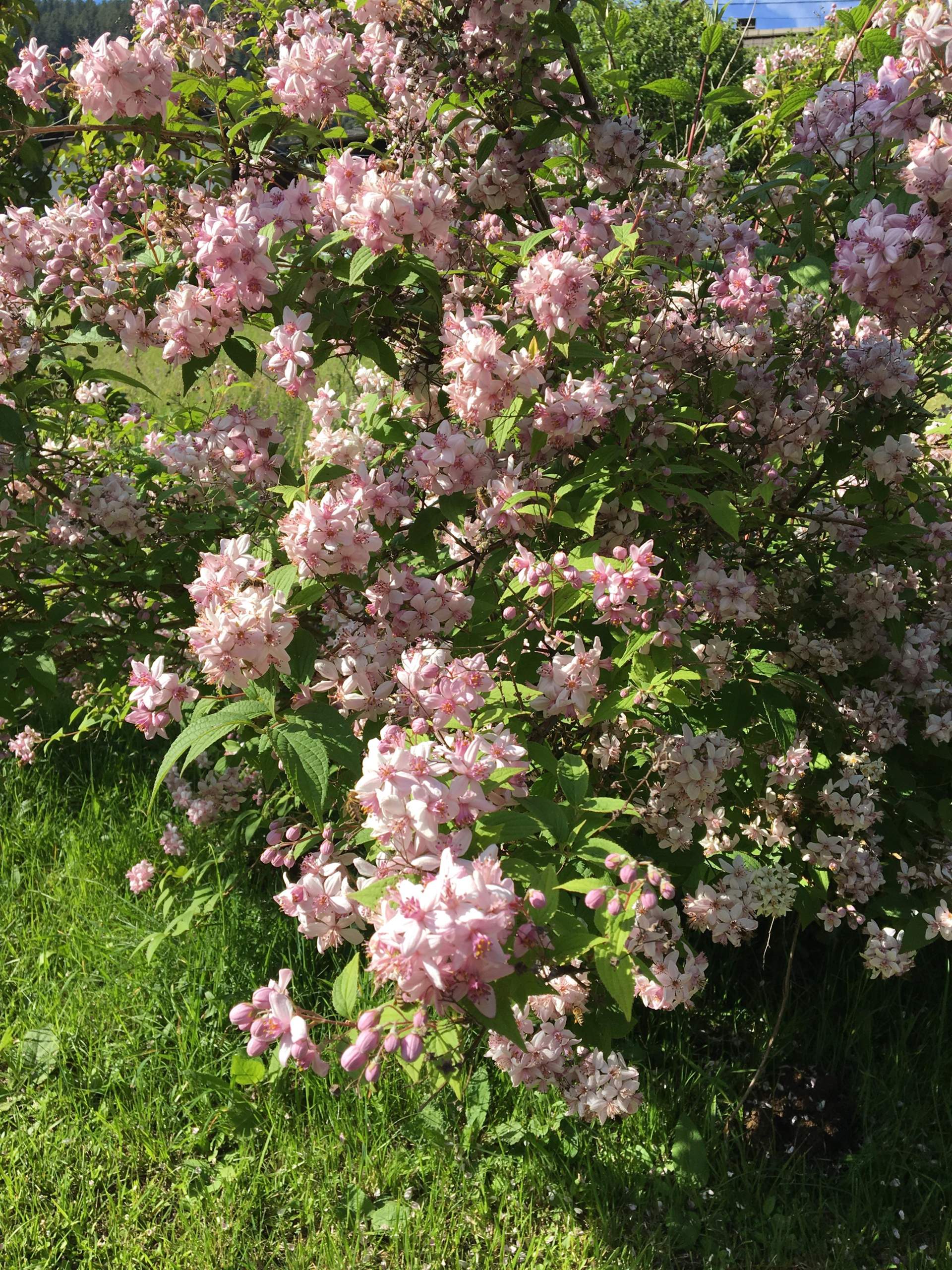 Wie heißt dieser Strauch (Blüten)? (Pflanzen, Garten, Pflanzenbestimmung)