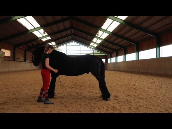 Wie Heisst Dieser Trick Pferd Tiere Menschen Pferde