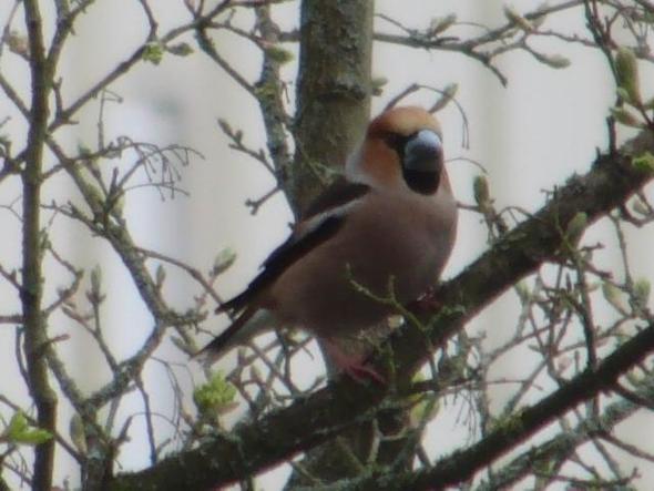 Wie Heisst Dieser Vogel Name Vogel Roter Kopf