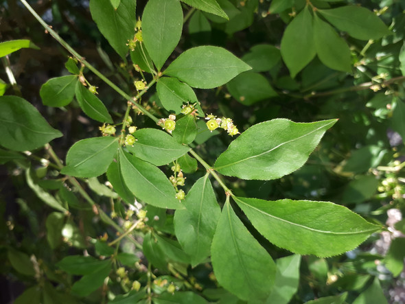 Wie Heisst Dieser Zierstrauch Pflanzen Garten Botanik