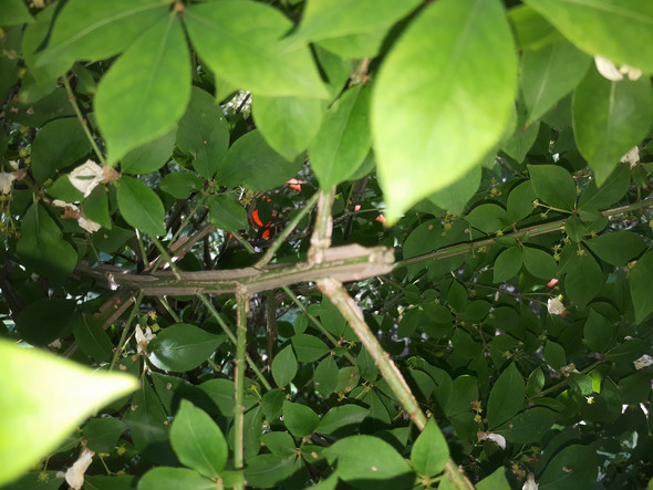 Wie Heisst Dieser Zierstrauch Pflanzen Garten Botanik