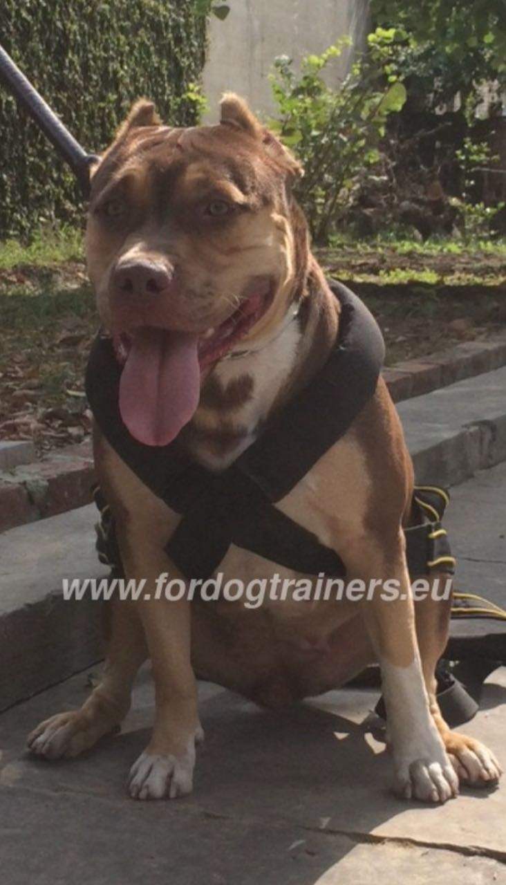 Wie heißt dieses Geschirr? (Hund, Namen, Hundegeschirr)