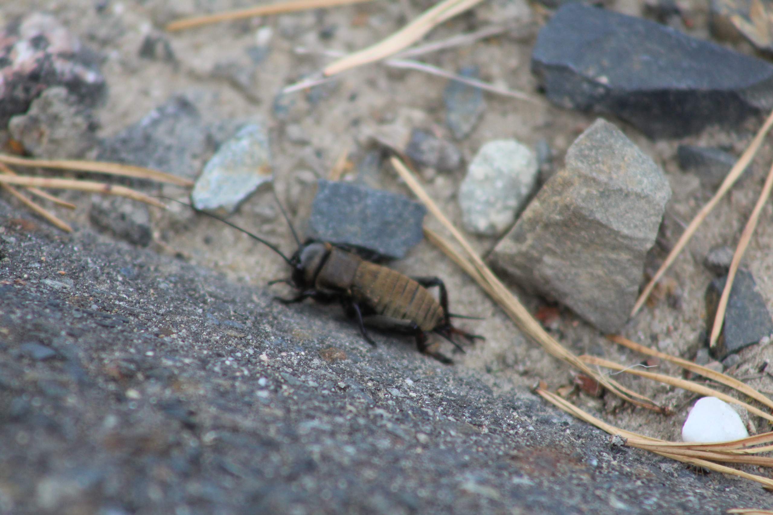 Wie Heißt Dieses Insekt Käfer Insekten Käferart Tierarten 