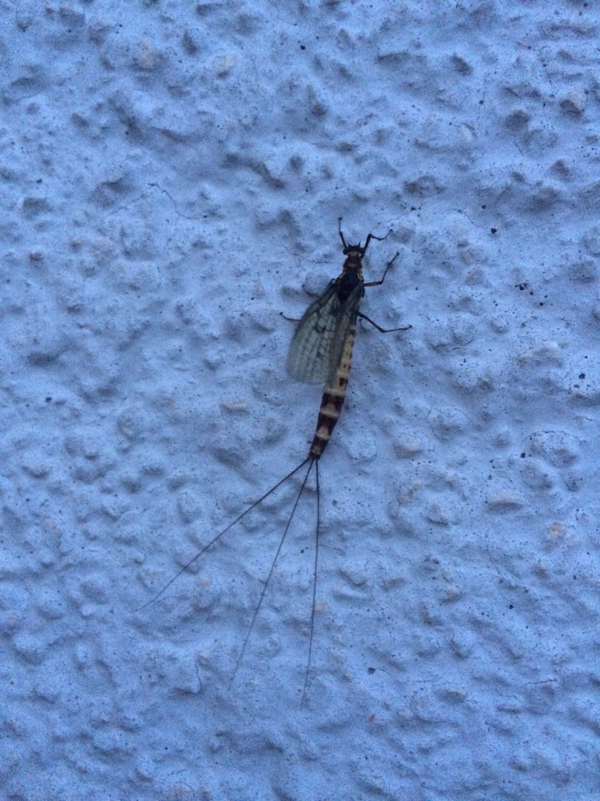 Wie Heißt Dieses Insekt Mit 4 Beinen 2 Flügen Und 3 Fühlern Hinten Hinten Insekten Neu Fremd 