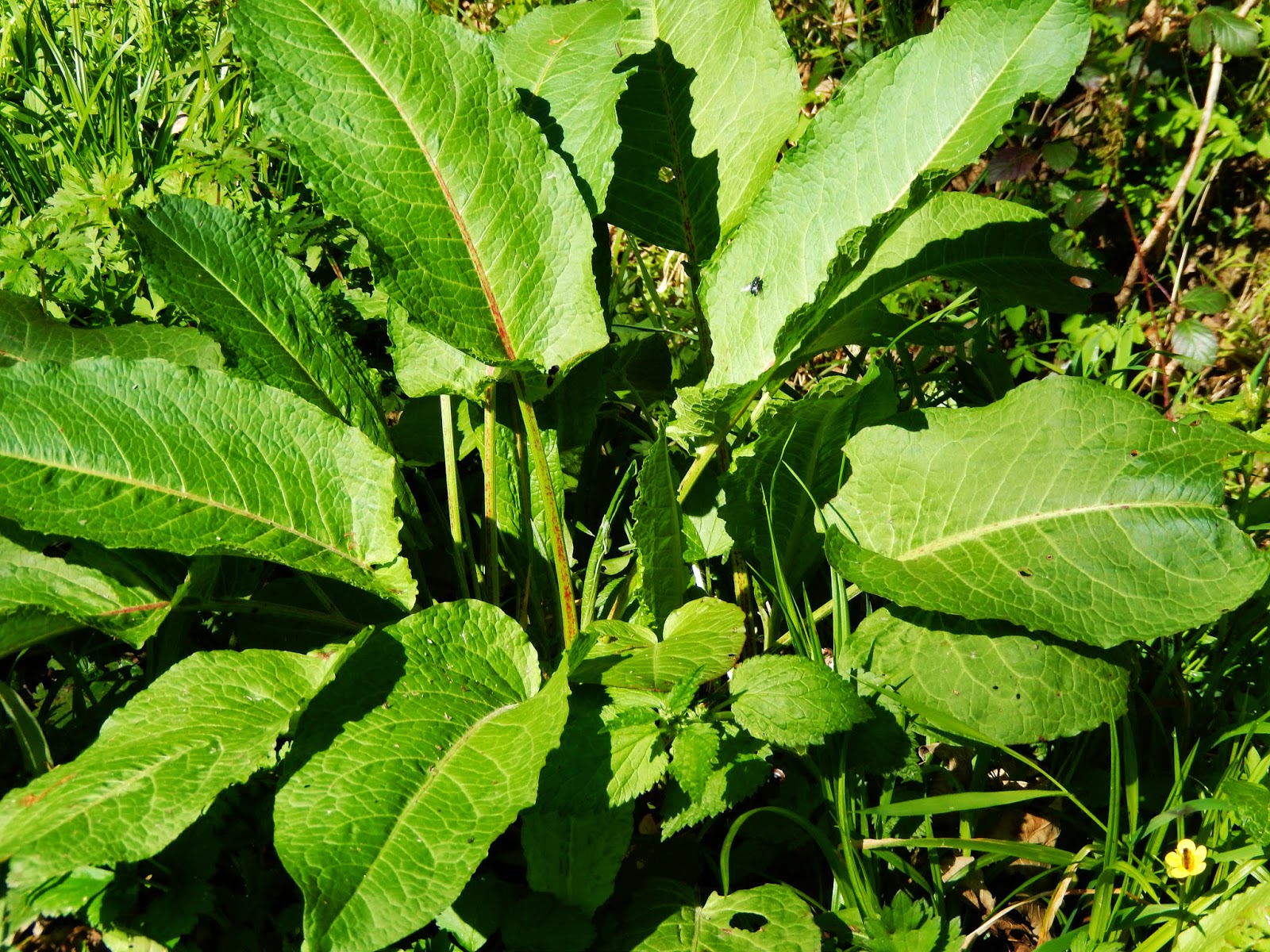 Wie heißt dieses Kraut, ist es essbar oder giftig? (Pflanzen, Kräuter, wiese) Wie heißt dieses Kraut, ist es essbar oder giftig? (Pflanzen, Kräuter, wiese)