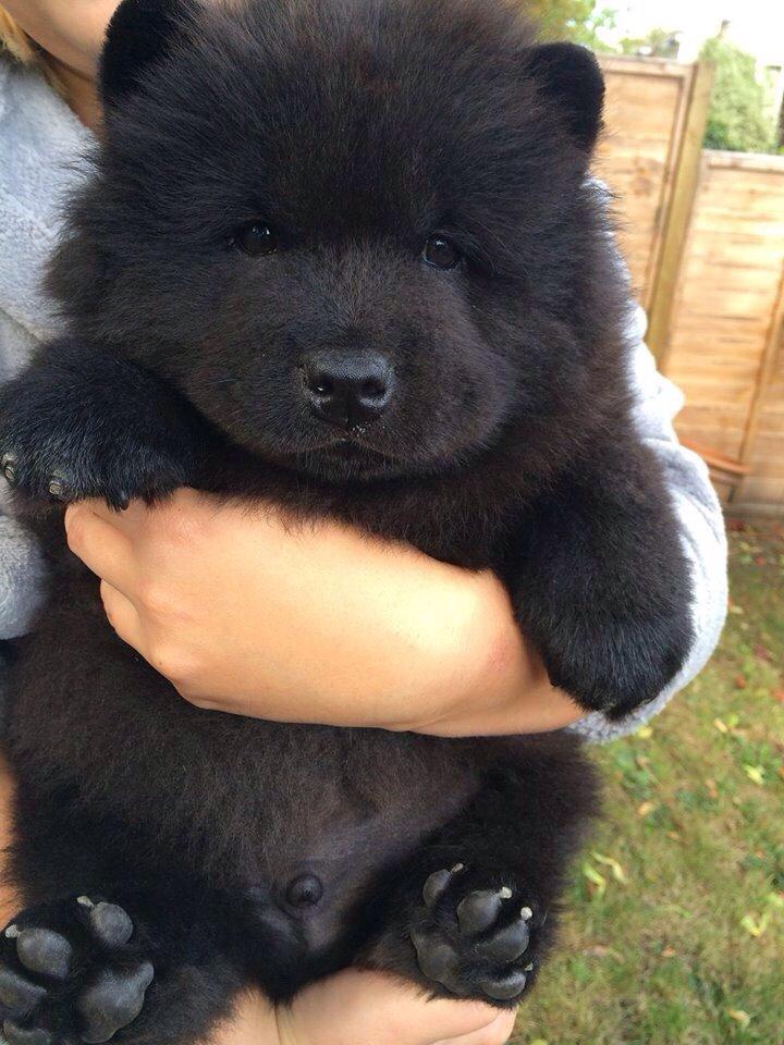 Wie heißt dieses Tier? Schwarz Flauschig Bär? Hund? (Tiere