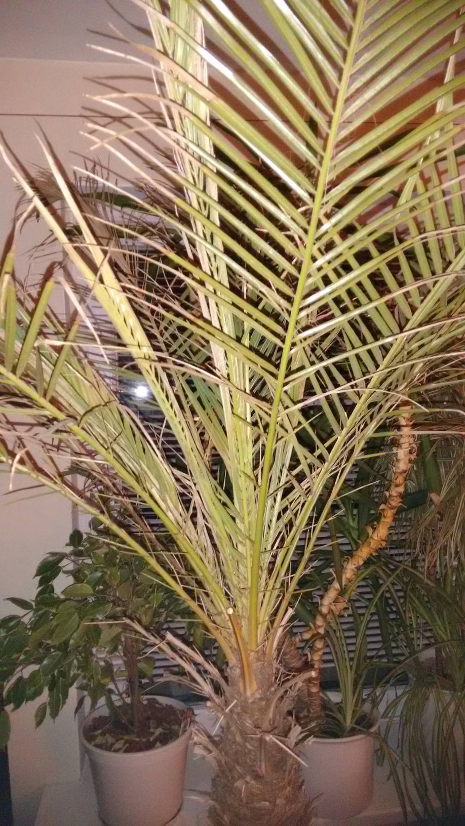 Wie heißt meine Palme? (Pflanzen, Pflanzenpflege, Zimmerpflanzen)