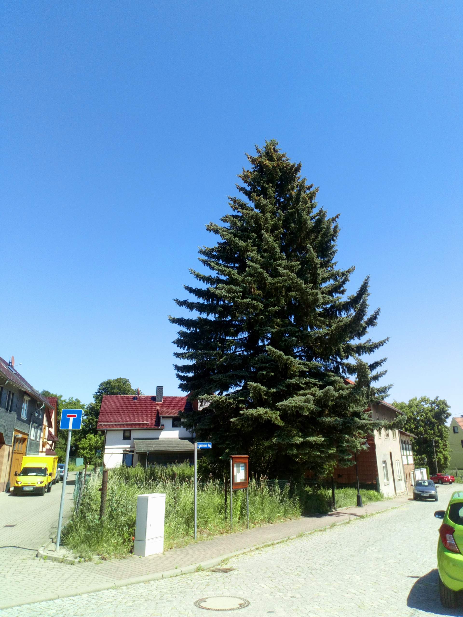 Wie hoch dürfen Bäume im Wohnbereich werden? (Haus, Garten, Nachbarn)