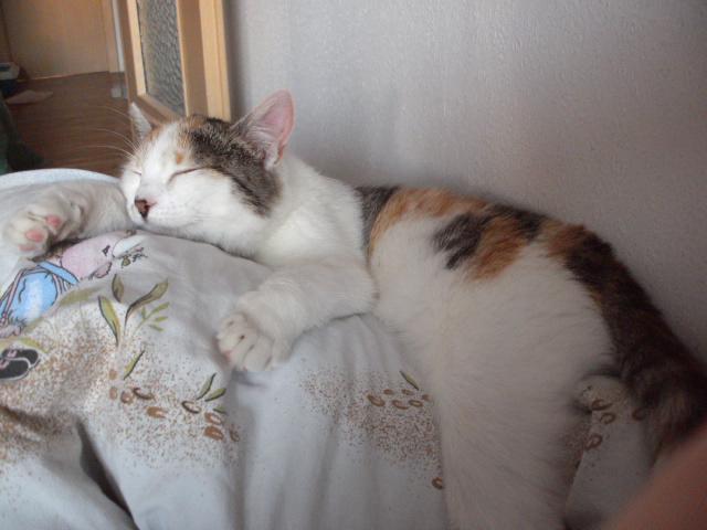 Wie Ist Das Verhalten Der Katze Kurz Vor Der Geburt Schwanger Anzeichen Wie Ist Das Verhalten Der Katze Kurz Vor Der Geburt Schwanger Anzeichen