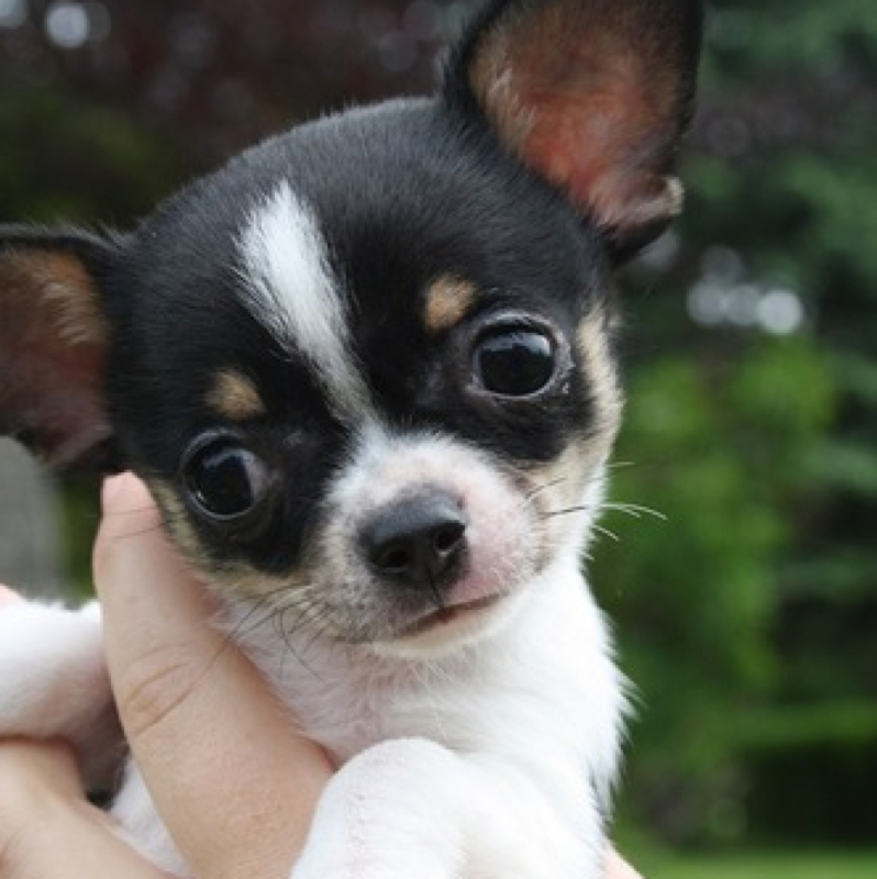 Wie ist der alltag mit Chihuahuas? (Hund, Chihuahua)